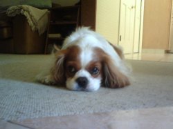 Gracie layin low.jpg