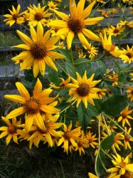 flowers.jpg