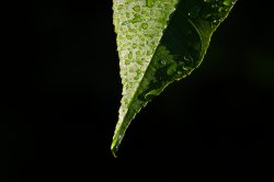Black-Leaf.jpg