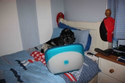 Dog 3 Compress.jpg