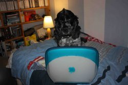 Dog 4 Compress.jpg