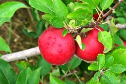 apples.jpg