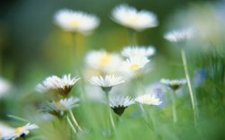 Daisies.jpg