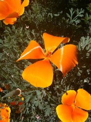 IMG_0273b.JPG