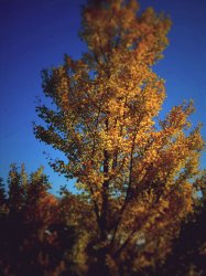 IMG_0137.jpg