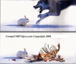 bunny.jpg