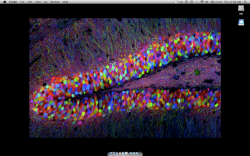 Screen shot 2009-12-03 at 12.06.17 AMblur.png