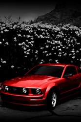 Red-Mustang.jpg