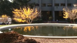 December Leaves Univ Calif Berkeley.jpg
