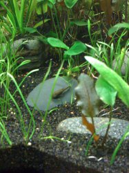 Fish #1.jpg
