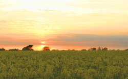sunset.crop.jpg