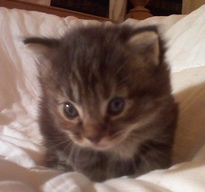 kitten.jpg