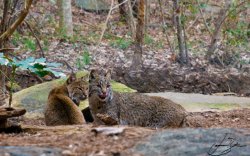 bobcats_jessica_web.jpg