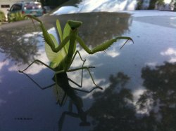 mantis.jpg