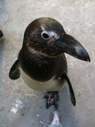 penguin in person.jpg