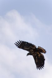 20090412-(008) Juvenile bald eagle .jpg
