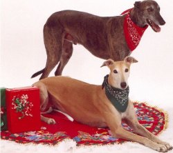DogsProf1.jpg