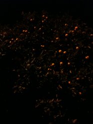 IMG_1260.jpg