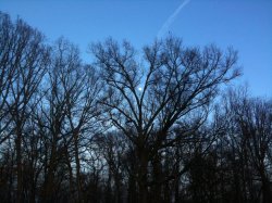 IMG_0830.jpg