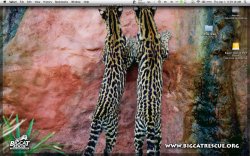 Screen shot 2010-04-01 at 9.39.18 AM.jpg