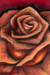rose.jpg