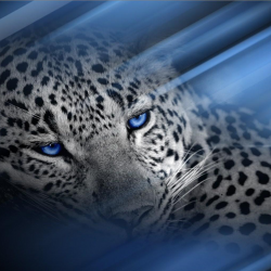 Leopard-iPad.png