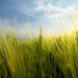 springwheat_ipad.jpg