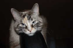 IMG_0089.jpg