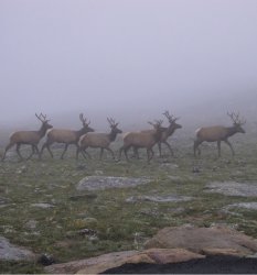 Elk.jpg