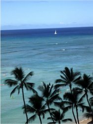 Hawaii Palm & Sailboat.jpg