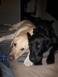 dogs in bed.jpg