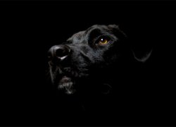 noiresque-dog.jpg