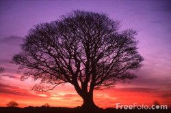 15_19_1---Tree--Sunrise--Northumberland_web.jpg