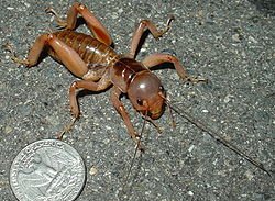 250px-Mahogany_Jerusalem_cricket.jpg