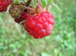 IMG_0448.JPG