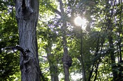 Light and Tree2.jpg