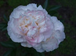 Peony Original.jpg