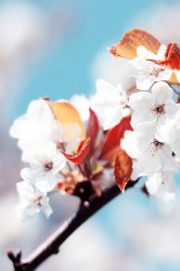 02225_cherryflowers_640x960.jpg