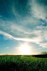 01537_grassysunset_iPhone4.jpg