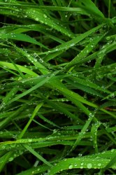 Grass.jpg