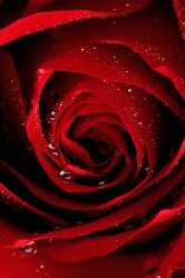 Red Rose.jpg