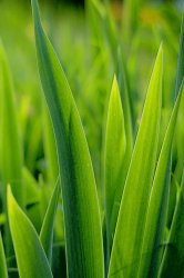 grass.jpg
