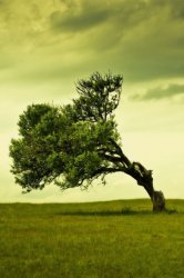 tree-1.jpg