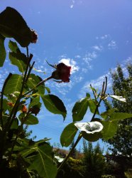 IMG_1002.JPG