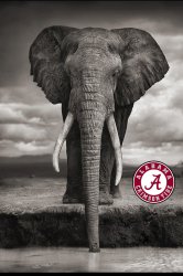 BamaElephant.jpg