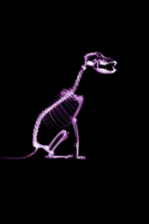 IMG_1010.PNG