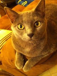 Gracie2.JPG
