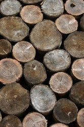 hrt-wood-1-thumb.jpg
