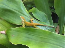 Anole.jpg