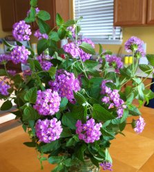 Flowers.jpg